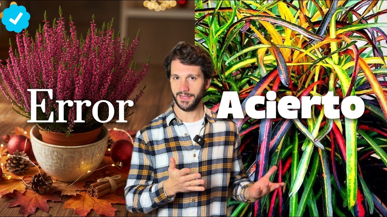 &iquest;Quieres COLOR en Casa? 10 Plantas con FLORES (❌Evita ERRORES)