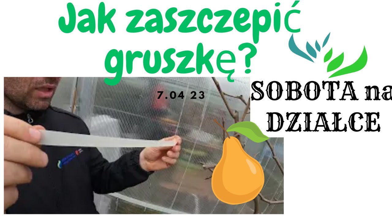 Najłatwiejszy sposób szczepienia drzew owocowych 🌳