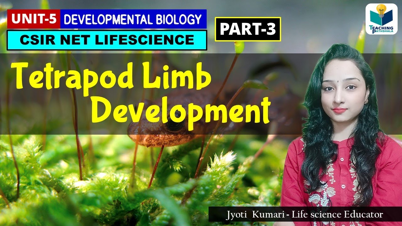 TETRAPOD LIMB DEVELOPMENT -(PART -3) |CSIR NET| DEVELOPMENTAL BIOLOGY