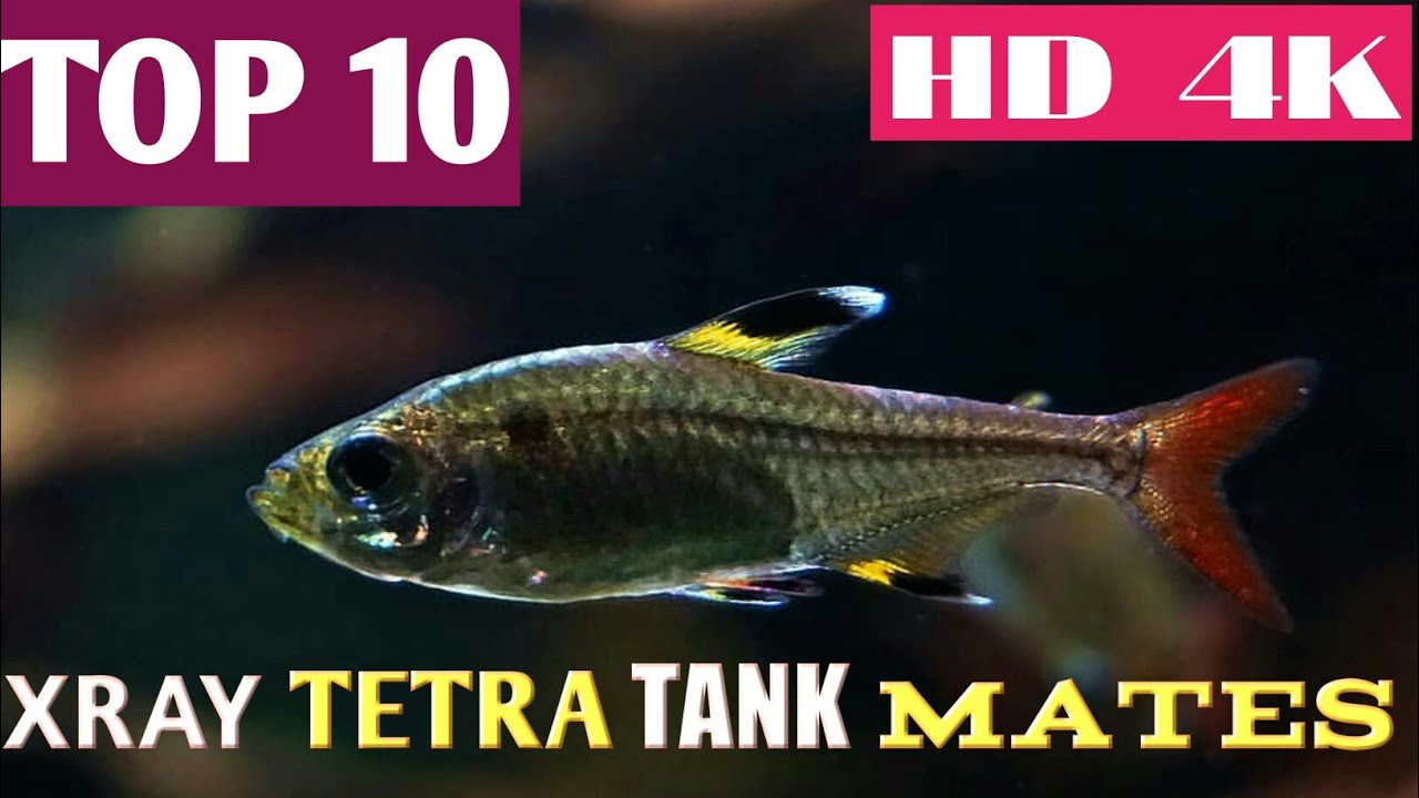 x ray tetra tank mates ||mates, lemon tetra || disk tetra| cherry barb|| clown barb|| emperor tetra