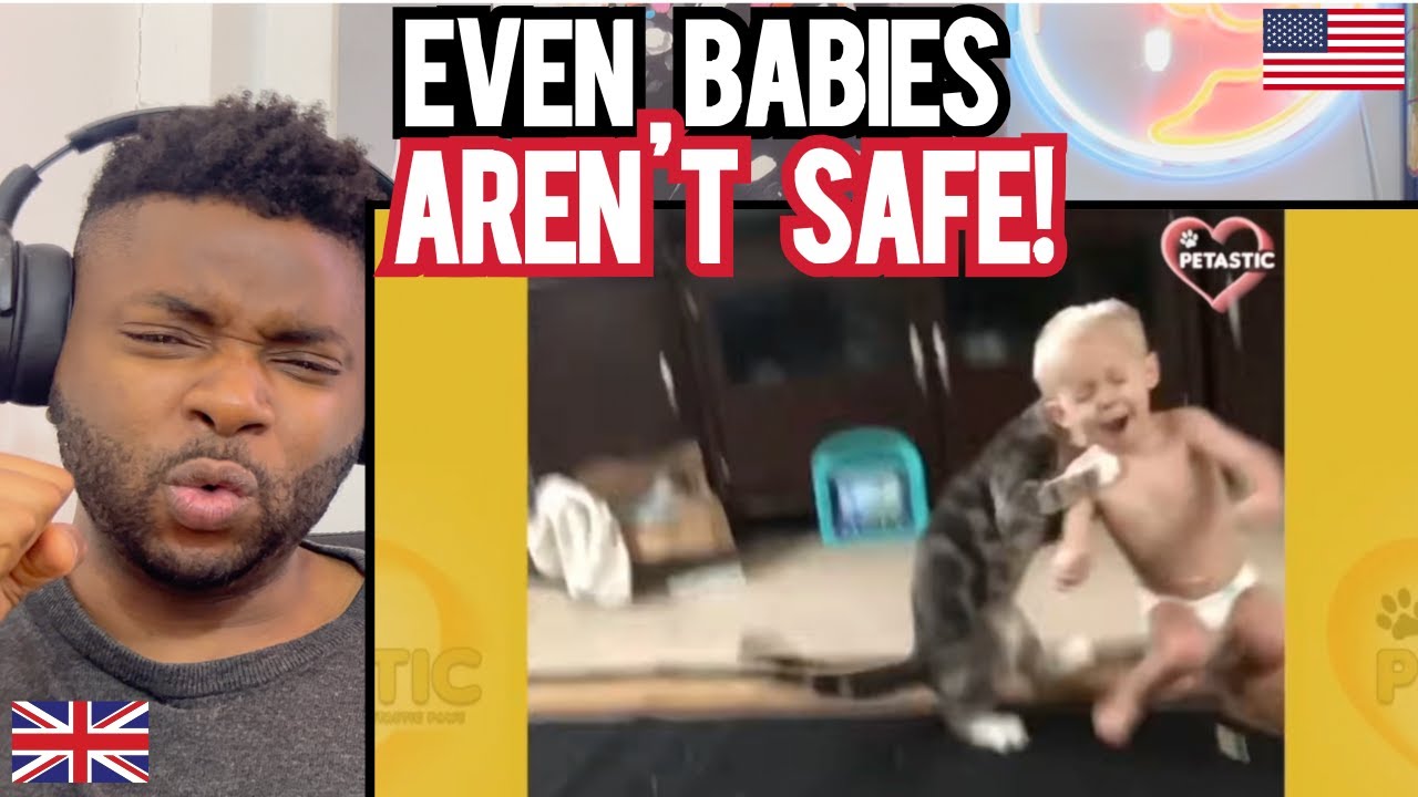 SAVAGE CATS ATTACKING PEOPLE! -  Brit Reacts