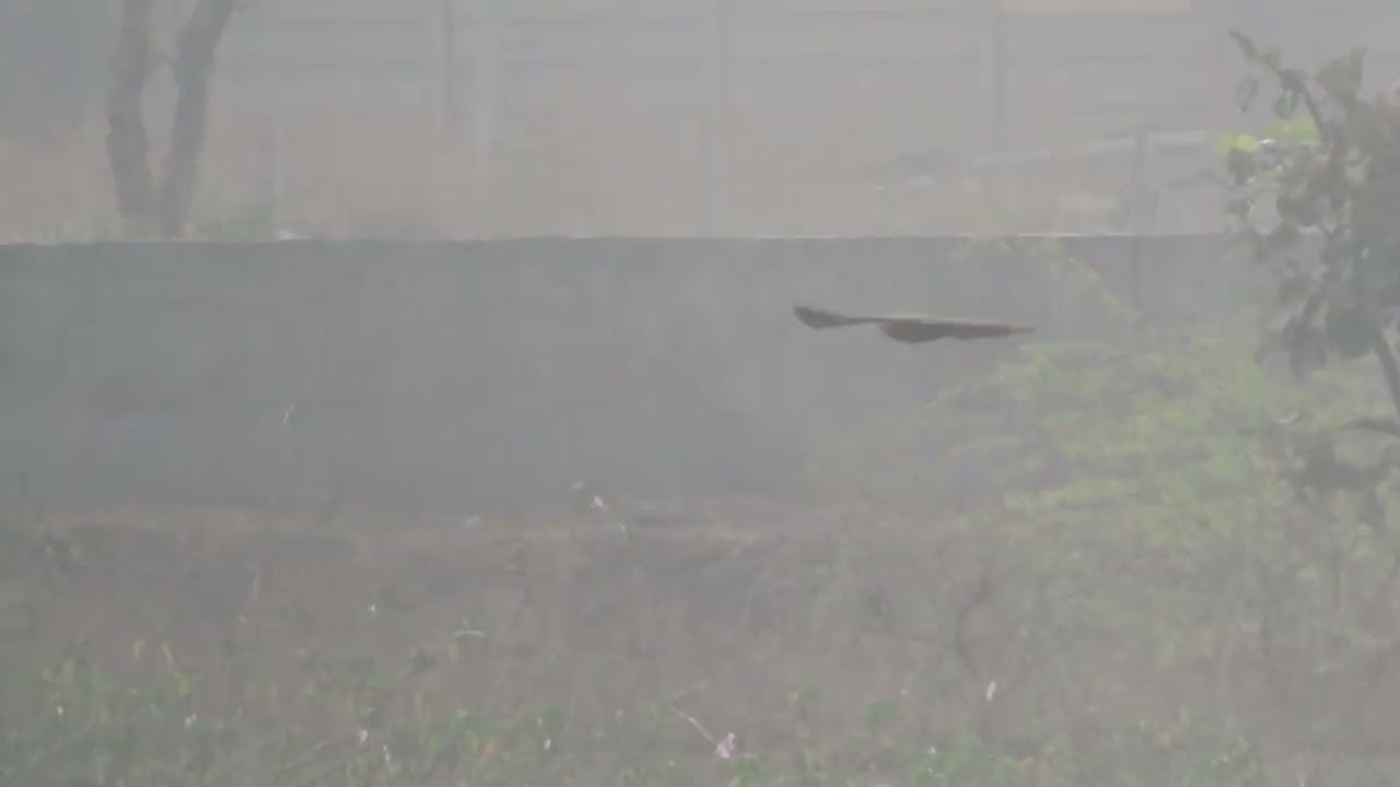 Western Marsh Harrier. 04 01 26  S   Mnrkhd Lk a 1