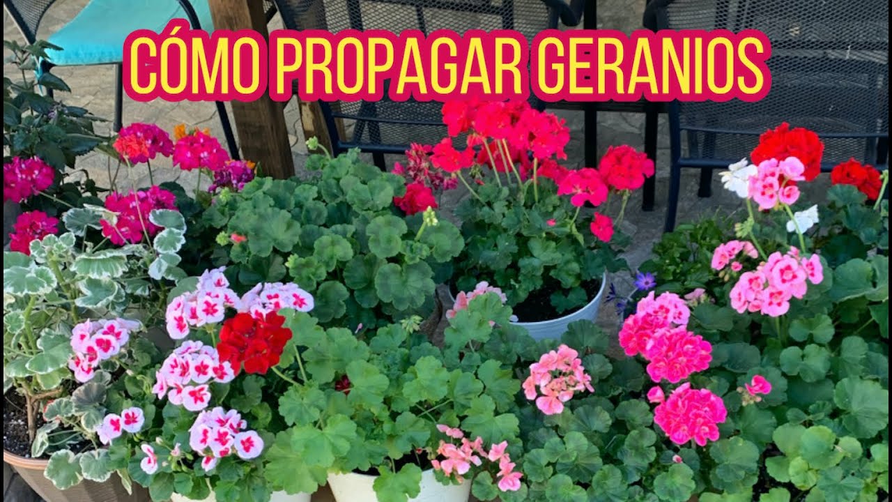 Como Propagar Geranios Y Cuidados
