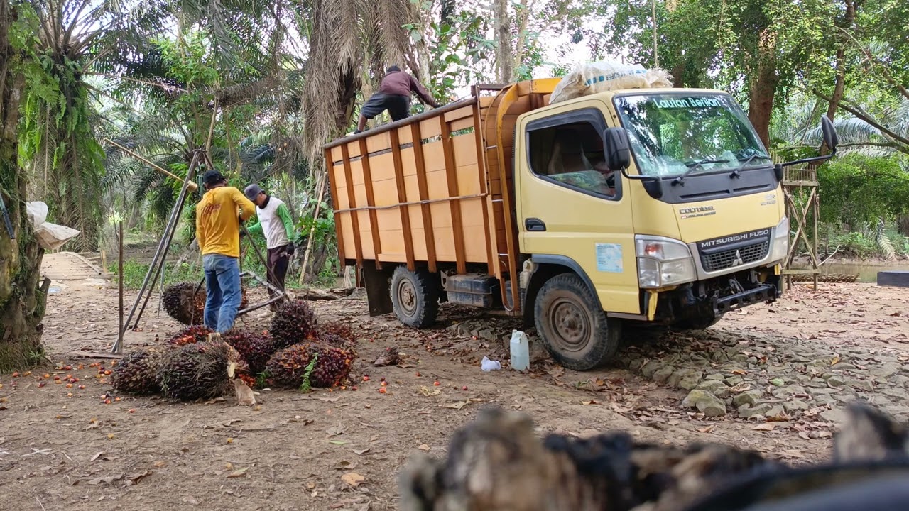 Proses muat buah sawit