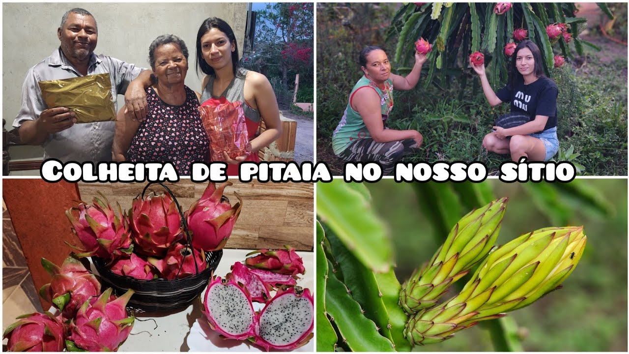 MAIOR PRODUÇÃO DE PITAIA NO NOSSO SÍTIO // ABRINDO PRESENTES 