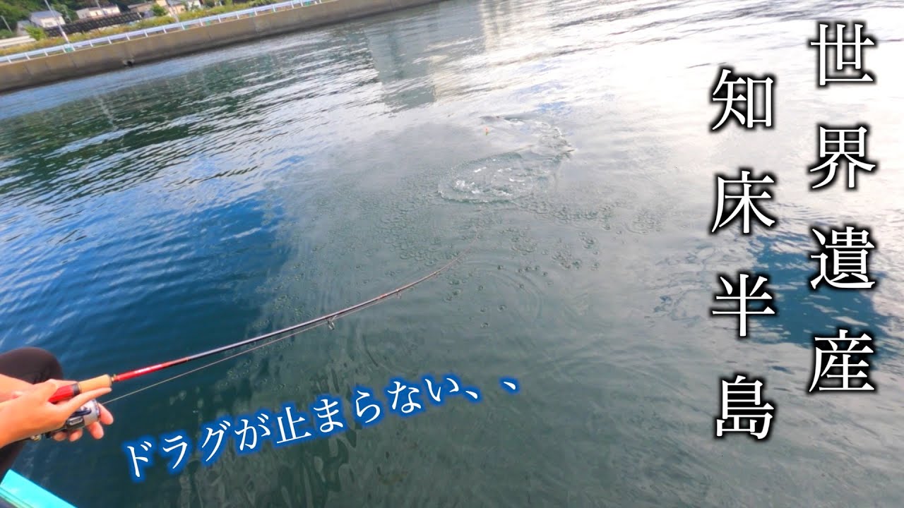 世界遺産にある漁港が巨大魚の巣窟だった【北海道】