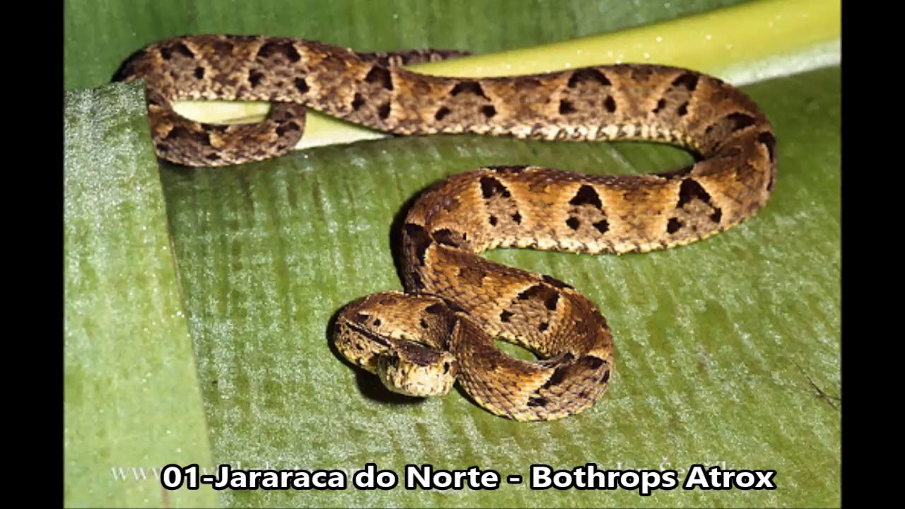 In&eacute;dito | As 7 esp&eacute;cies de Jararacas mais perigosas e conhecidas da Amaz&ocirc;nia