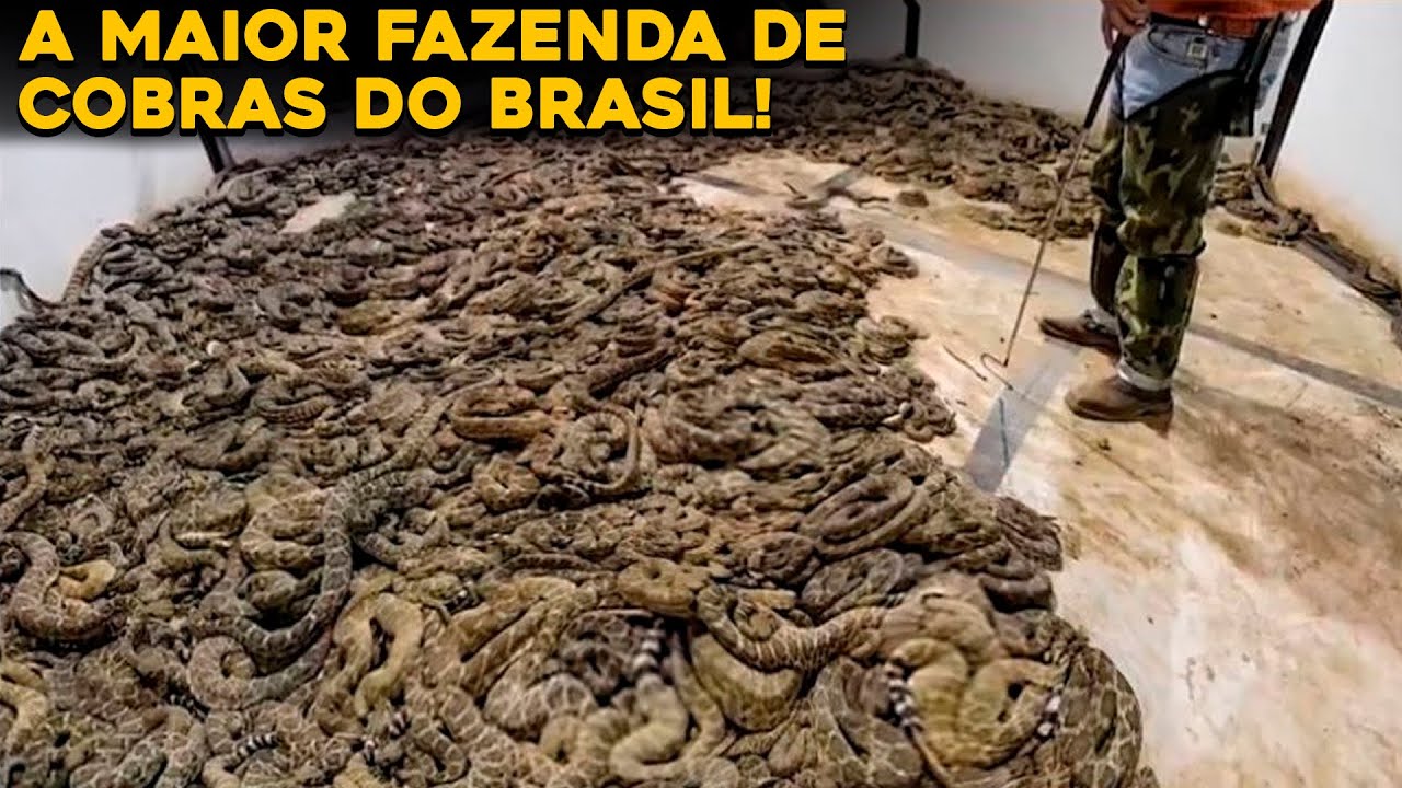 CONHE&Ccedil;A A MAIOR FAZENDA DE COBRAS DO BRASIL - INCR&Iacute;VEL!
