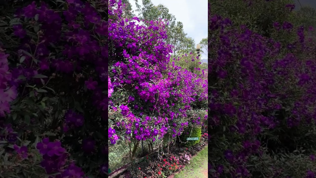 Purple Glory Tree ! Pleroma semidecandrum ! Princess Flower ! Tibouchina! Tibouchina urvilleana