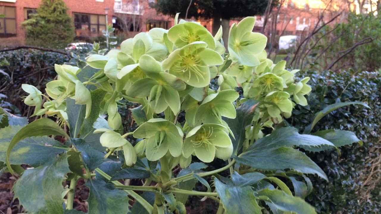 Holly-leaved hellebore (Helleborus argutifolius) - flowers - February 2018