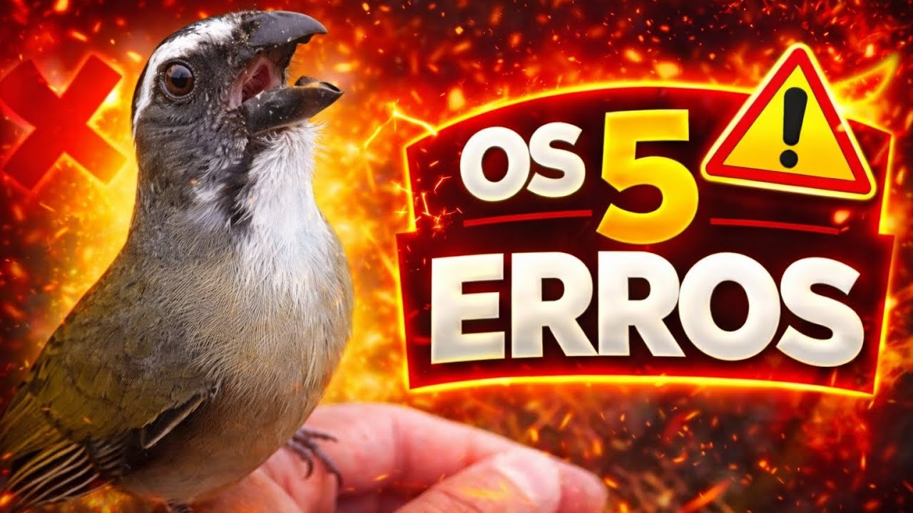 5 ERROS QUE FAZEM O TRINCA-FERRO PARAR DE CANTAR‼️#trincaferro #passaros #aves #passarinho 