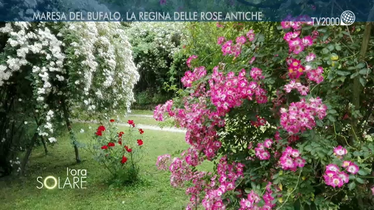 Maresa Del Bufalo, Giardino delle Rose antiche