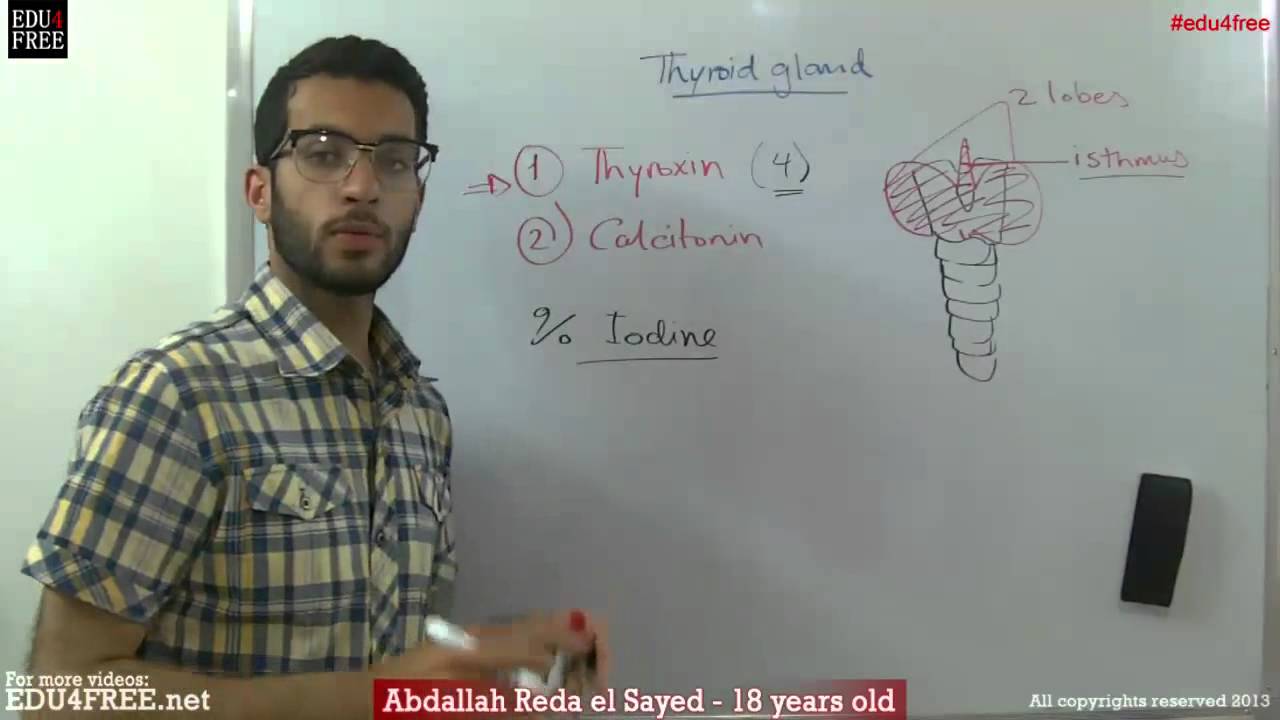 Thyroid gland - Chapter 6 - Biology - - عبد الله رضا MD | Rocademia روكاديميا