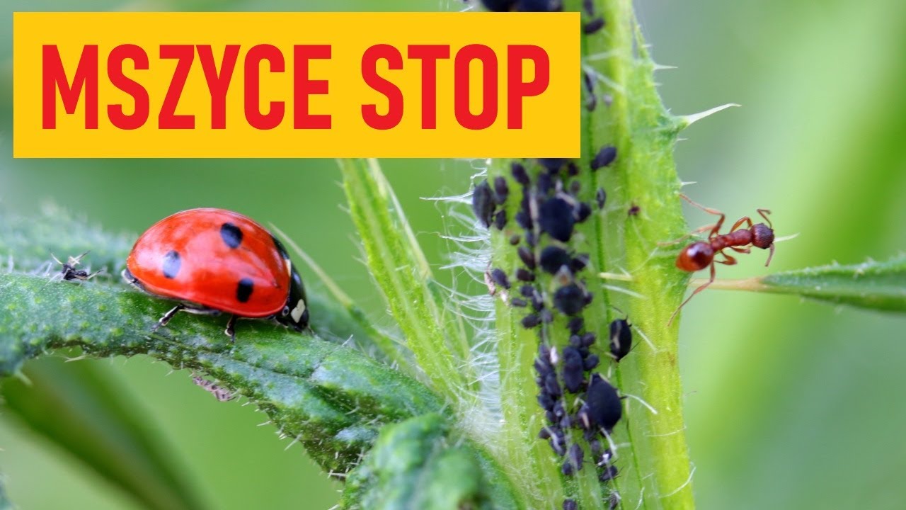 Domowe sposoby na mszyce. Są proste i skuteczne!