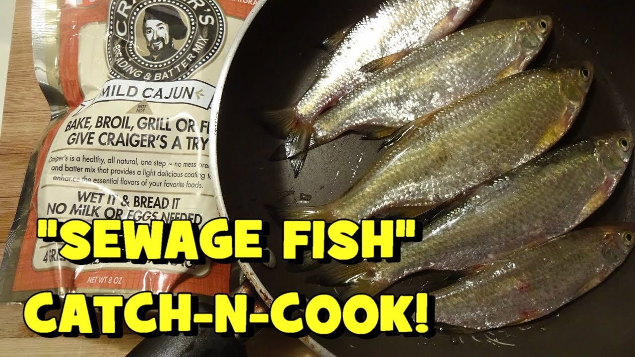 «Пахнет канализацией!» Поймай и приготовь ЗОЛОТИСТЫЙ БЛЕСК! Как на вкус?!