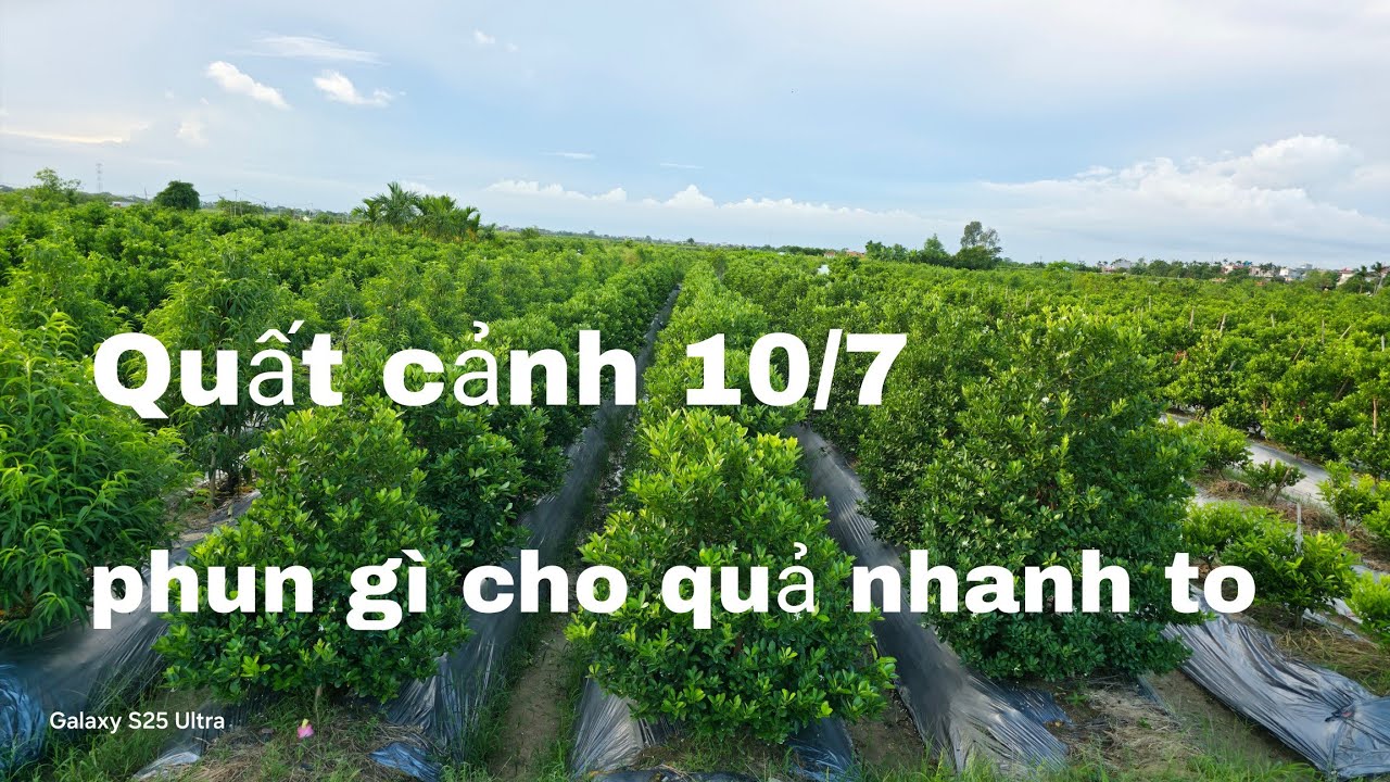 Bật mí phun gì cho quả quất to