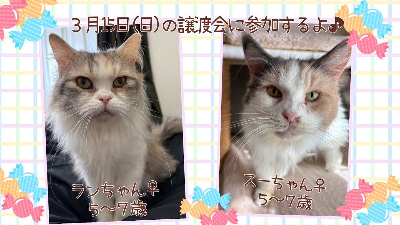【保護猫譲渡会】2026年3月15日(日）ラブとハッピー　府中支部主催の譲渡会に参加のニャンズ（ランちゃん♀、スーちゃん♀、）を紹介！