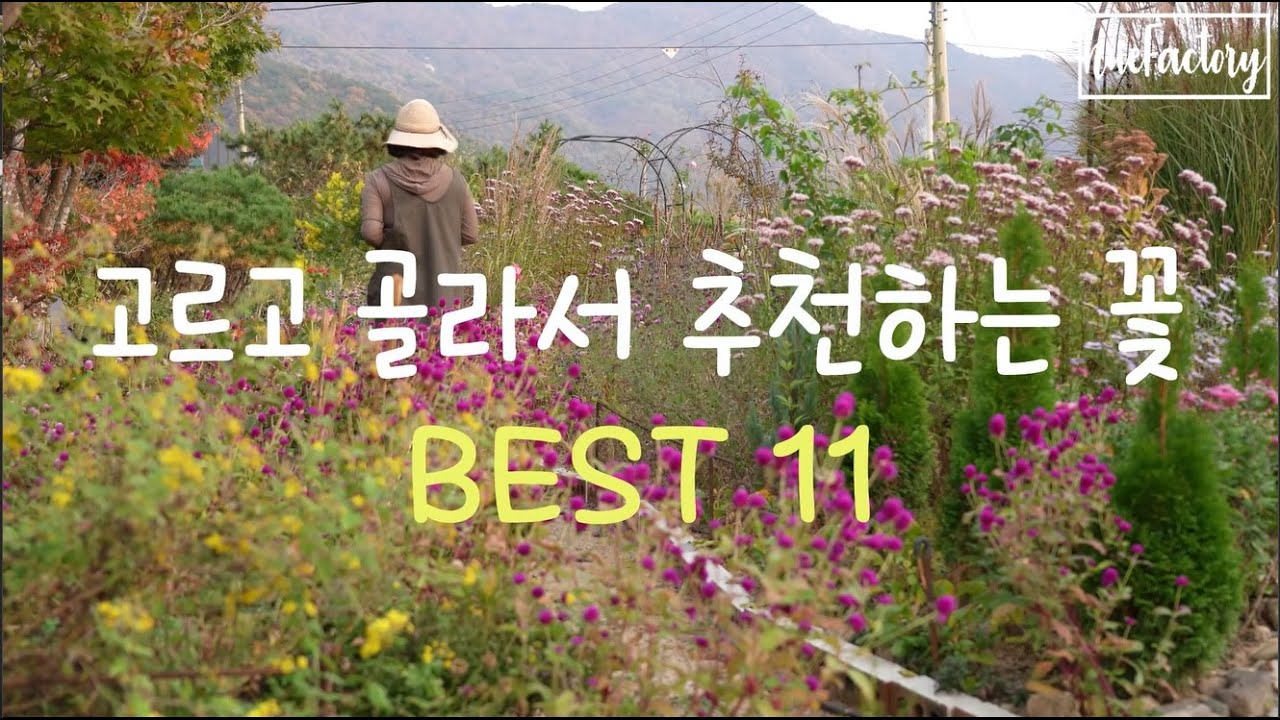 직접 키워보고 추천하는 꽃 Best 11/ 안 심으면 일년내내 후회할 꽃/ 정원가꾸기