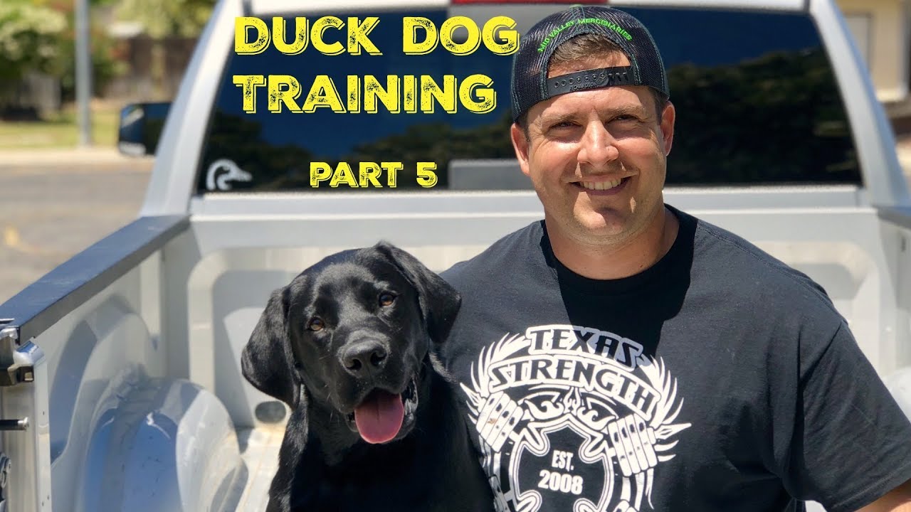 Training my DUCK DOG | Pt. 5