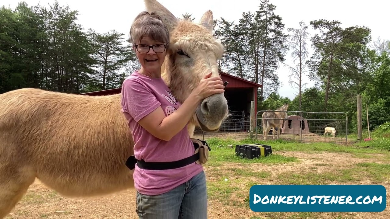 Tips! Using fly spray correctly and Protecting Donkeys from Flies