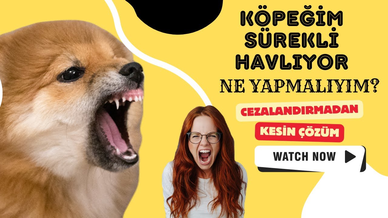 Köpeğinizin Havlama Sorununa Kesin Çözüm! - CEZALANDIRMAK YOK!