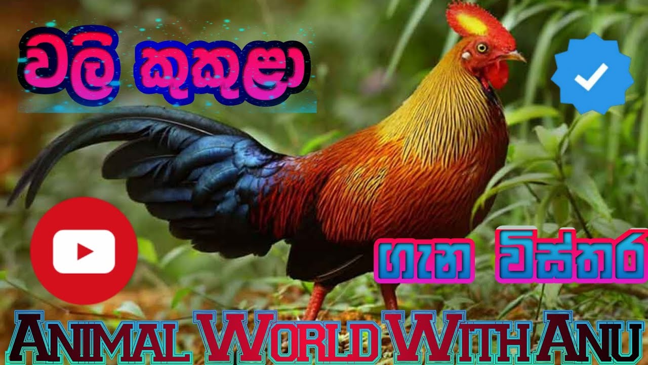 වලි කුකුළා ගැන විස්තර | Details about the sri lankan junglefowl ®