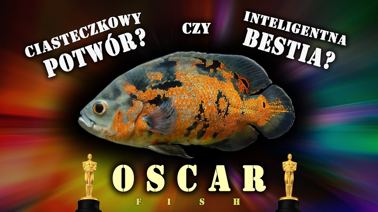 Pielęgnica pawiooka / OSCAR - ciasteczkowy potw&oacute;r w akwarium.