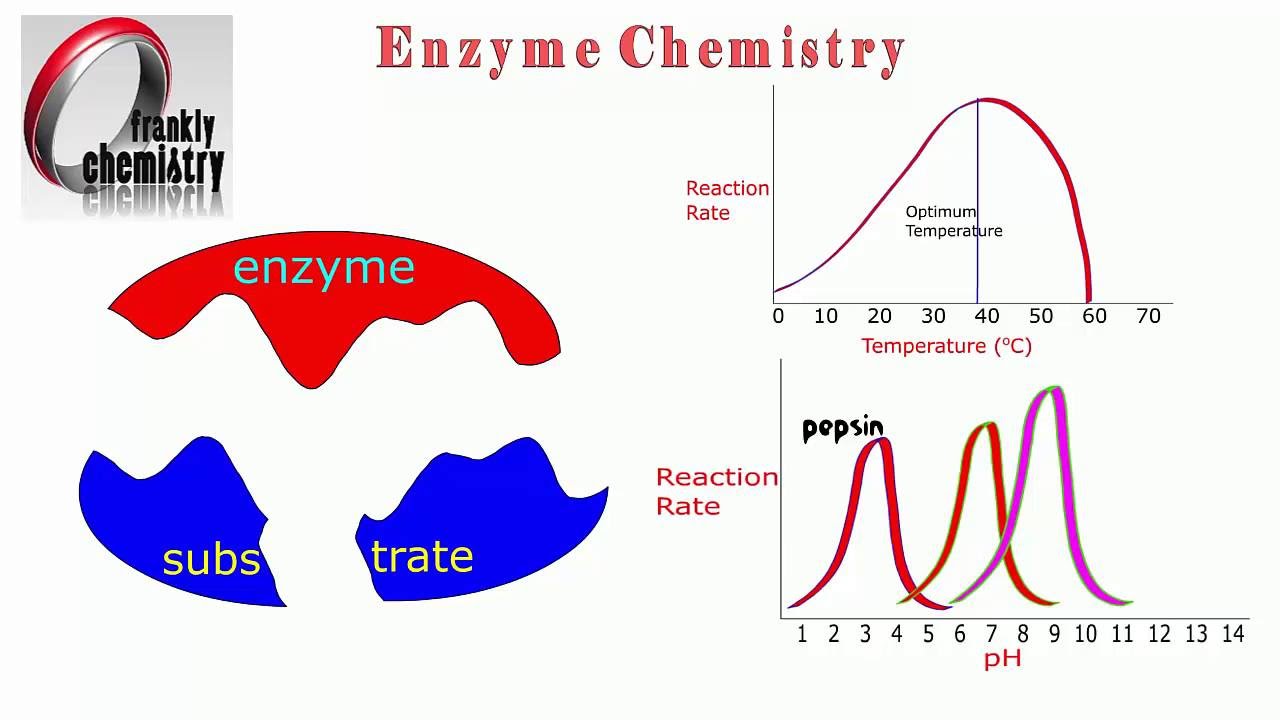 Amino Acids 11. Enzyme lock and key mechanism and influence of temperature and pH on their activity.