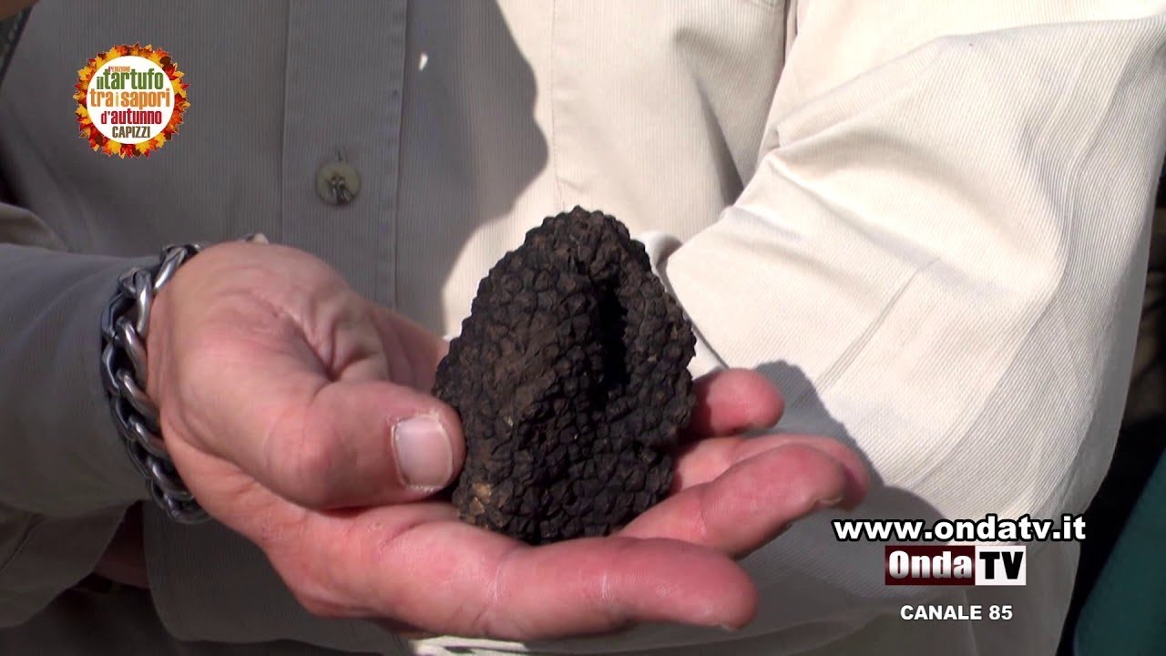 Tartufo in Sicilia, ecco come trovarlo