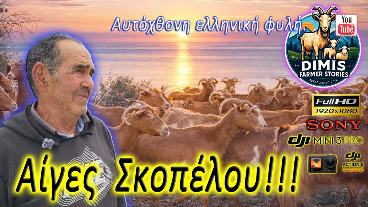 Γίδια Σκοπέλου. Μια σπάνια φυλή αιγών.