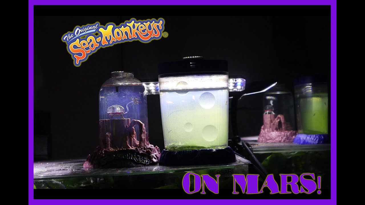 Sea Monkey's On Mars & Magiquarium!