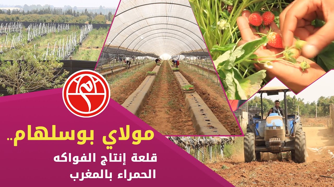 مولاي بوسلهام .. قلعة إنتاج الفواكه الحمراء بالمغرب