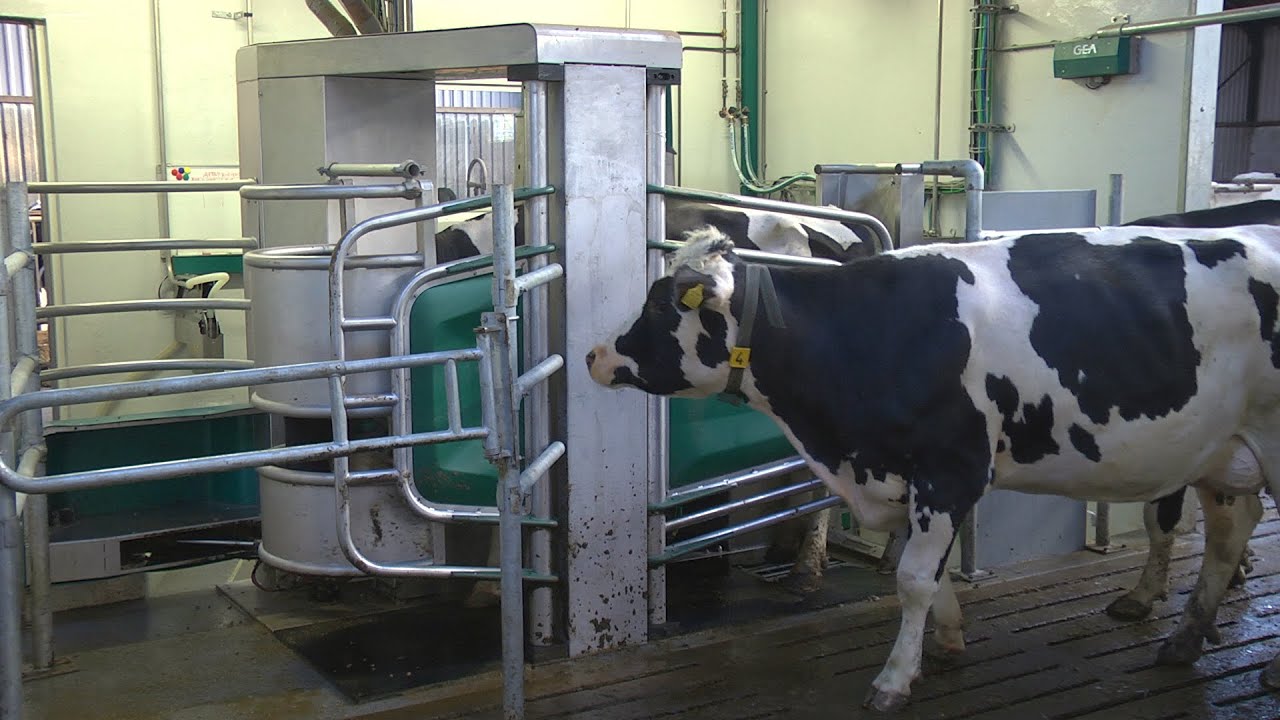 Eerste GEA Monobox in Nederland - www.melkvee.nl
