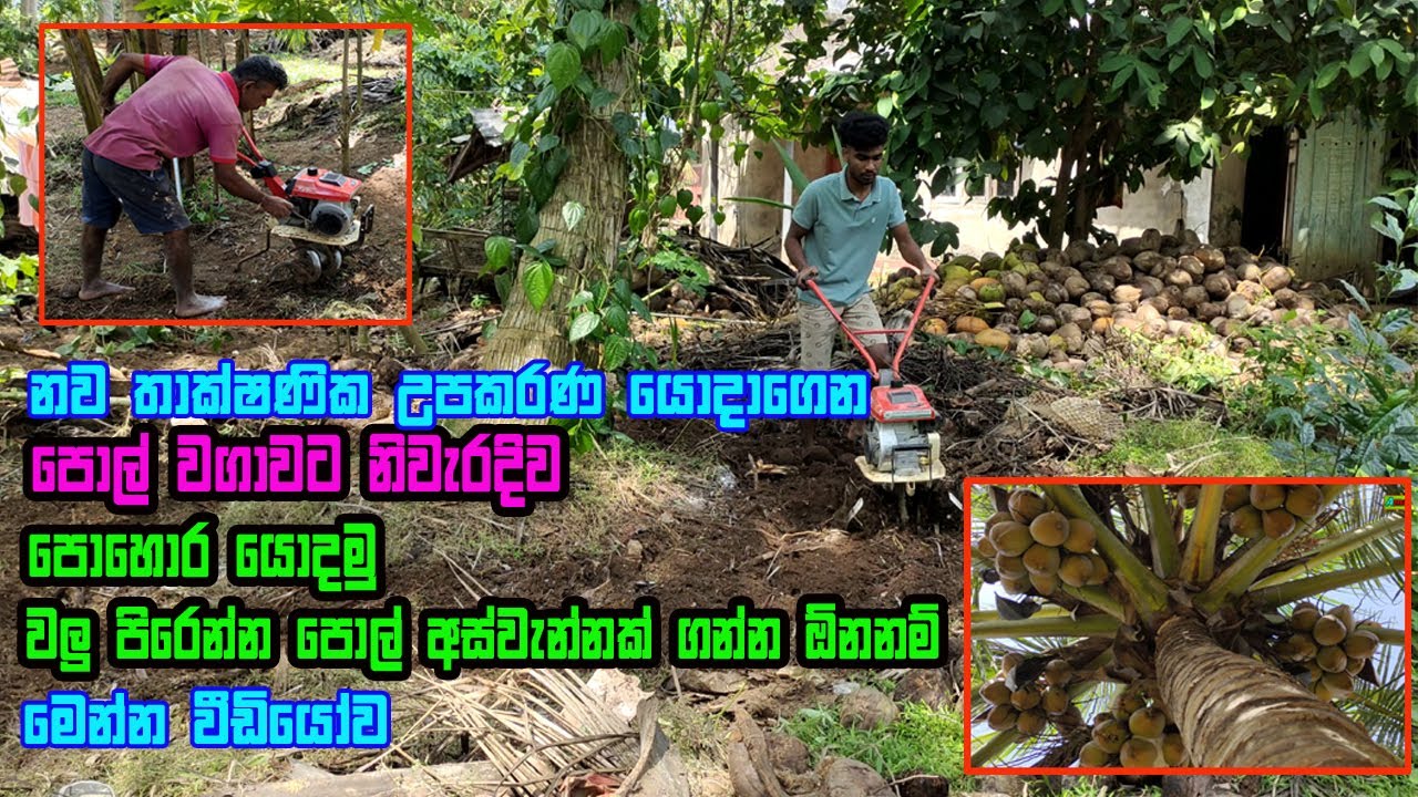 නිවැරදිව  පොල් පොහොර යොදා යොදාගමු | pol pohora damima | pol pohora yedima | Pol wagawa