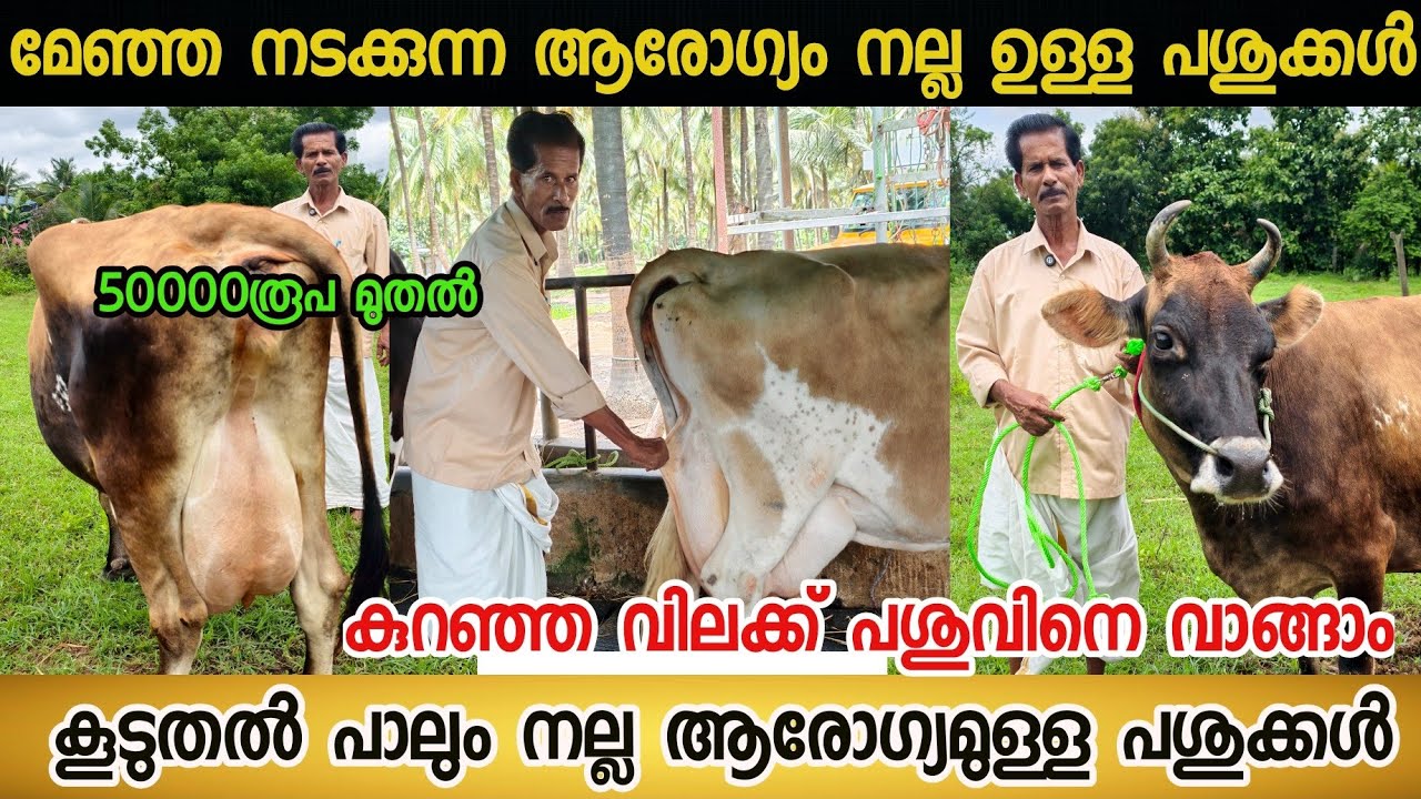 കൂടുതൽ പാലും നല്ല ആരോഗ്യമുള്ള പശുക്കൾ 50000 രൂപ മുതൽ വാങ്ങാം/Dairy farming malayalam#dairy #cow