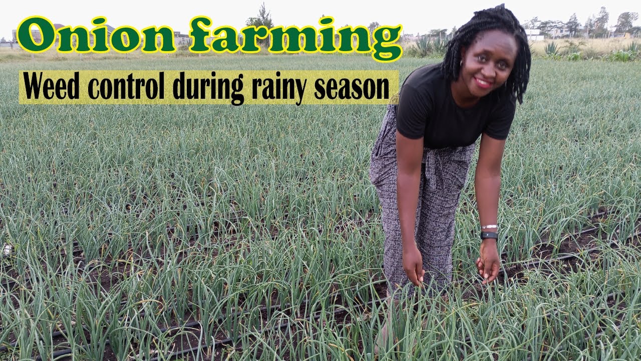 ONION FARMING: Weed control during rainy season