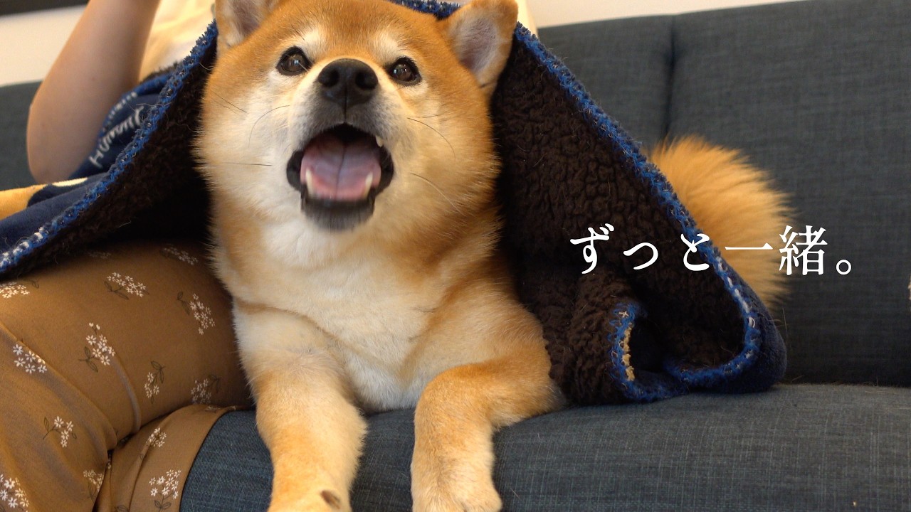 大きな雷が怖くて怯える柴犬‥その姿に涙が溢れるとは思いませんでした。。