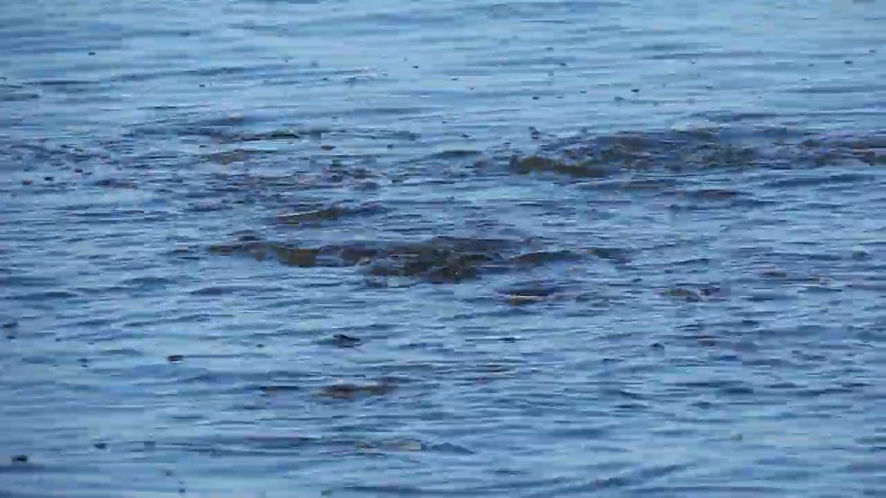 School of Mullet Fish in Florida