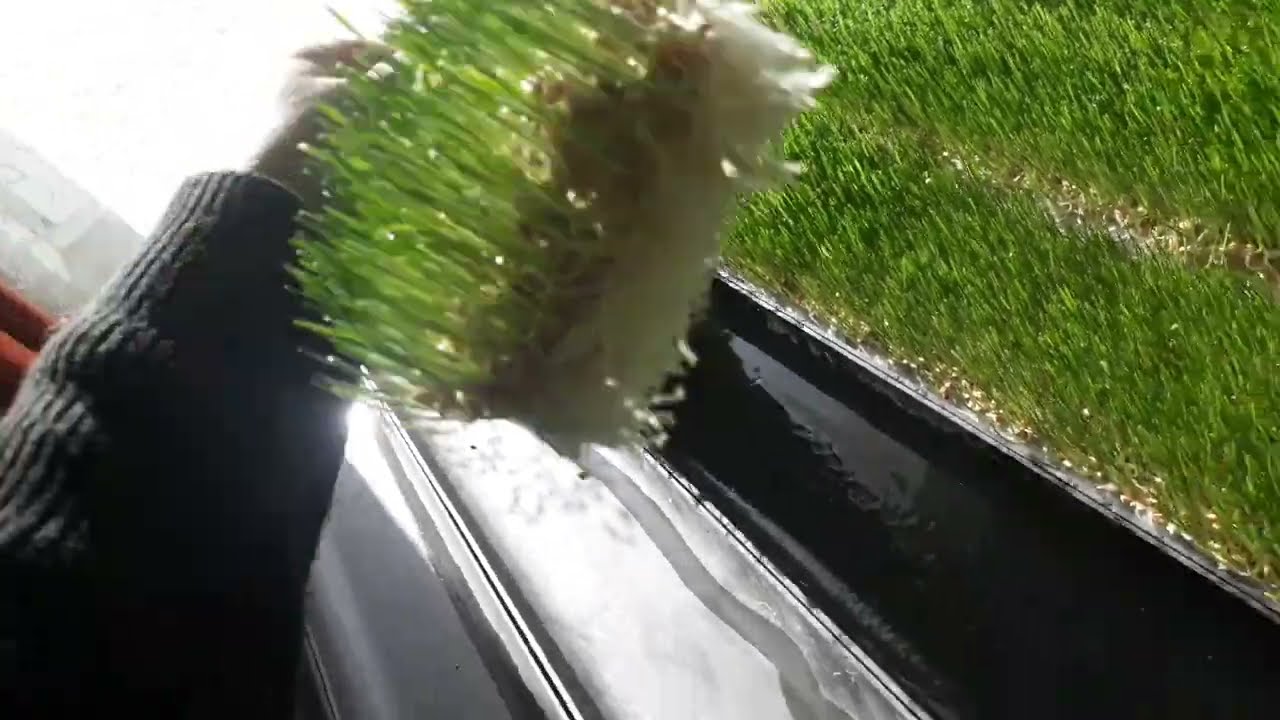 Pěstování zeleného krmení - Pšenice. Krátká ukázka. (Hydroponní automatická pěstírna).
