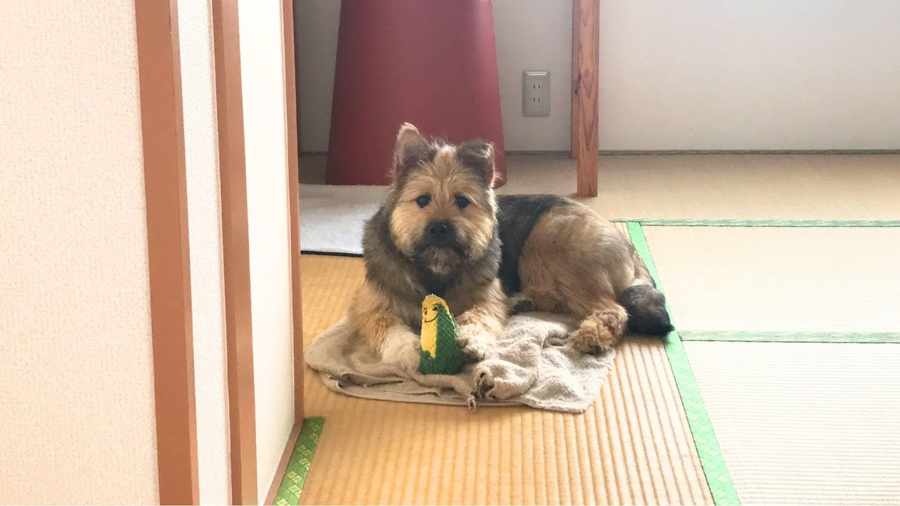 ポテがうちのこになって７年が経ちました