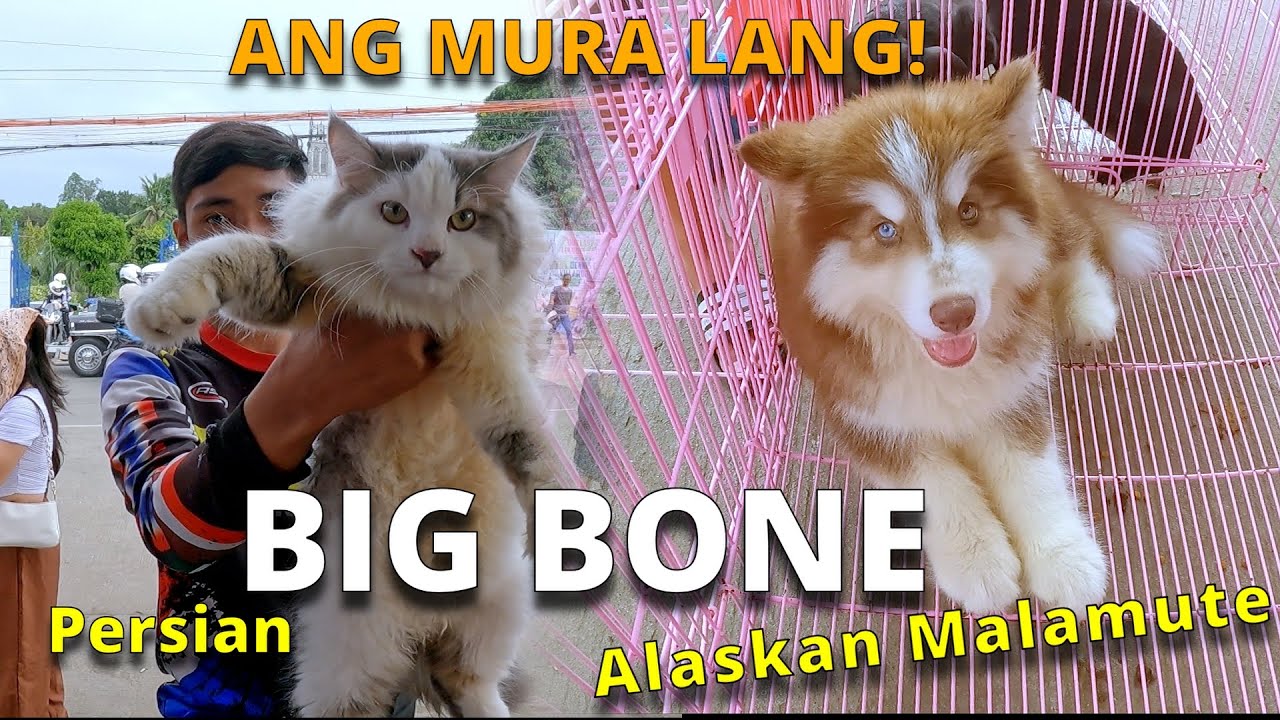SOBRANG MURA PALA DITO! DAMING PETS NA PAGPIPILIAN