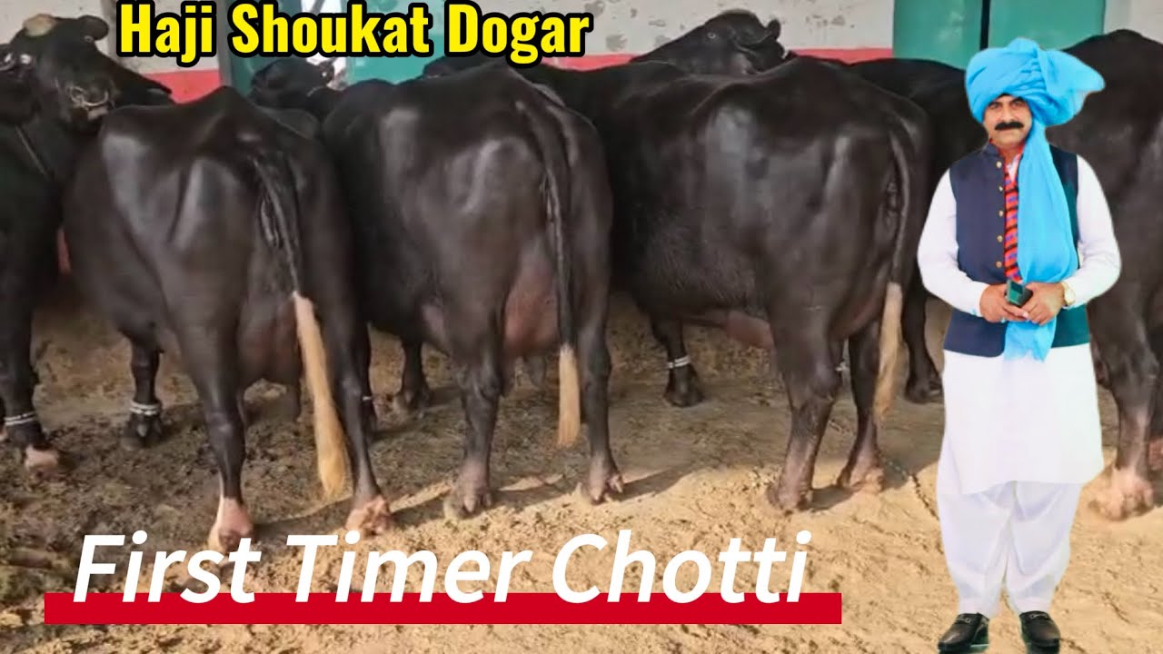 First timer Chotti حاجی شوکت ڈوگر: پہلی بار چھوٹے جانوروں کی دودھ دینے کی صلاحیت!