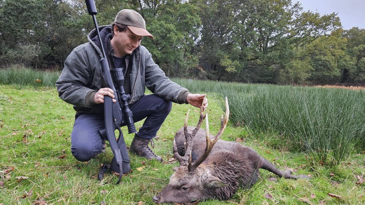 Highland Red | Lowland Sika Deer Stalking