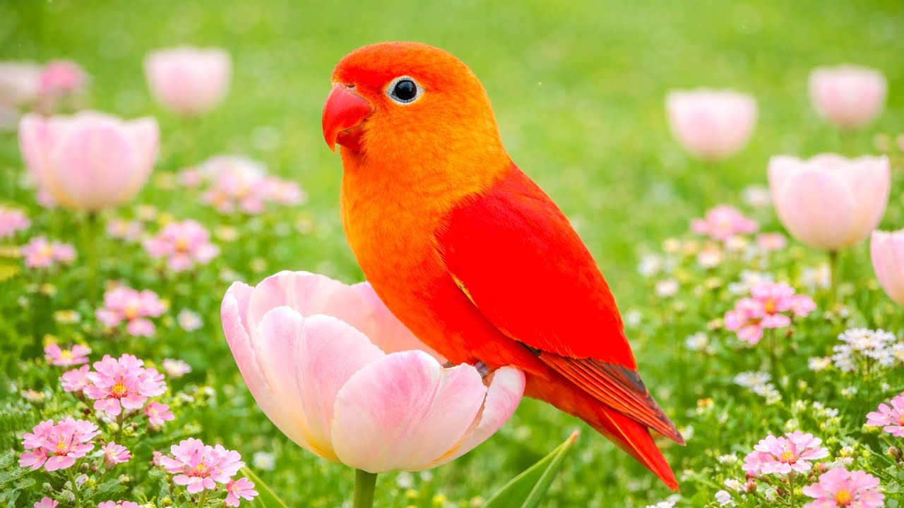 Gentle Snowfall & Birdsong - Piano Music for Peaceful Mind & Heart Healing ❄️🎶