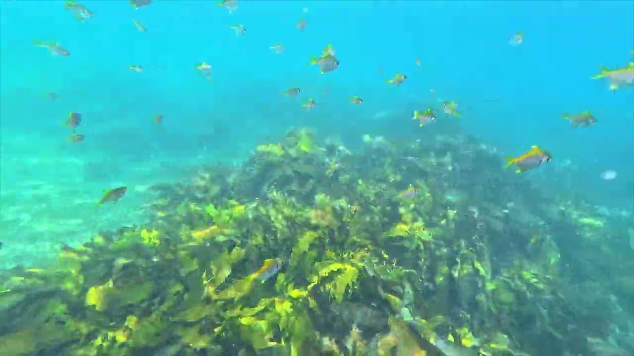 Snorkelling at Fly Point