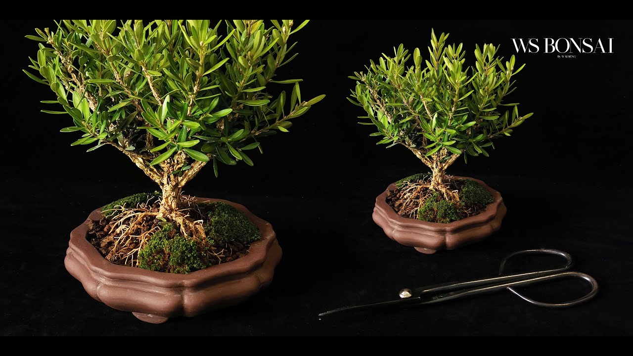 mini buxus basic repot progress step by step  tutorial