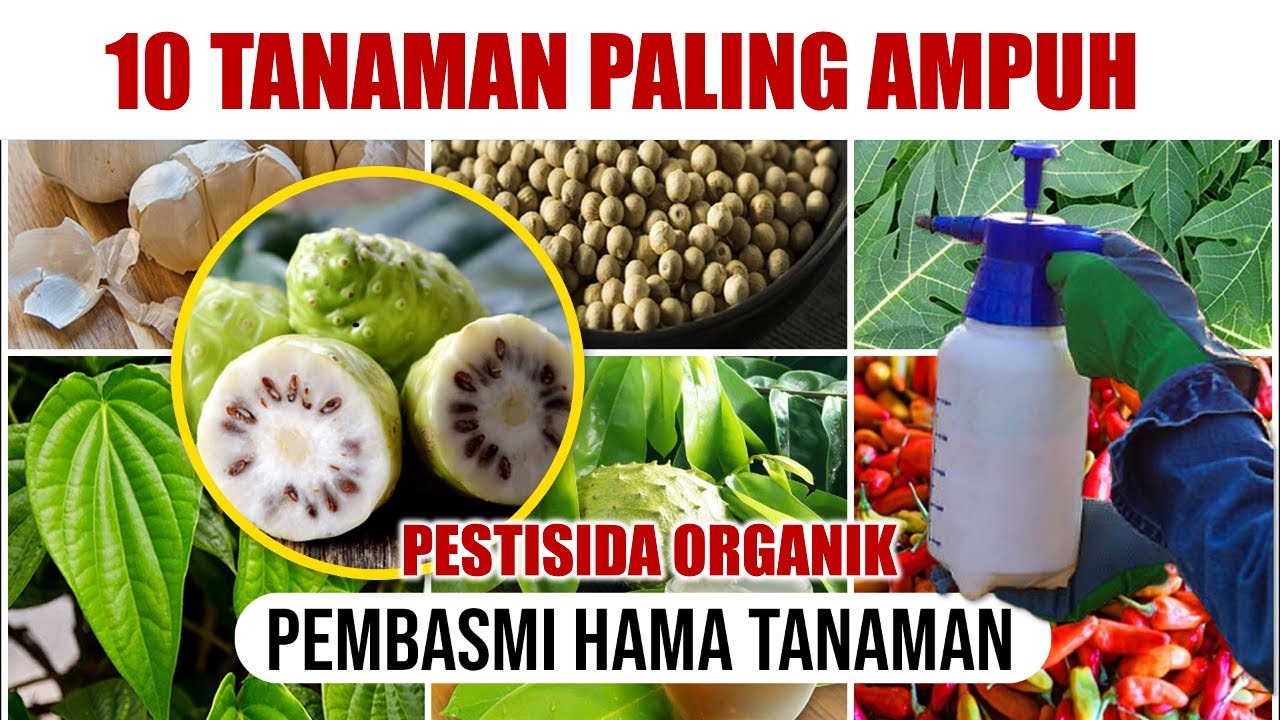 10 TANAMAN PALING AMPUH BASMI HAMA TANAMAN | PESTISIDA ORGANIK