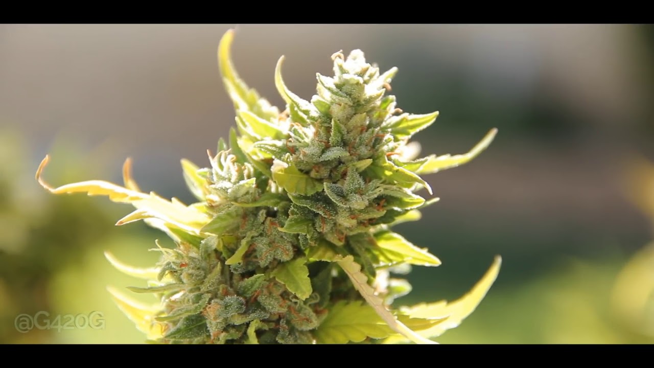 1 Year Old Marijuana Plant Jack Herer