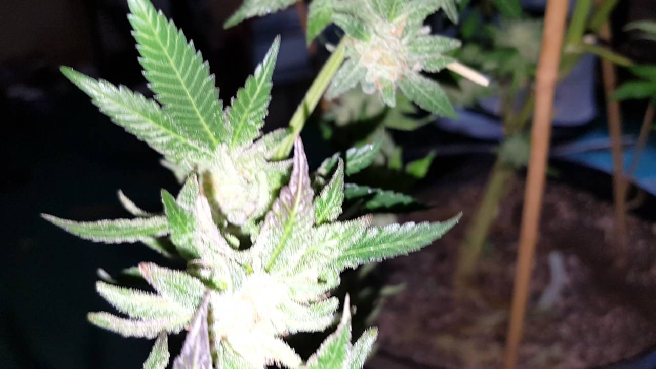 Key Lime Pie, medical cannabis plant.