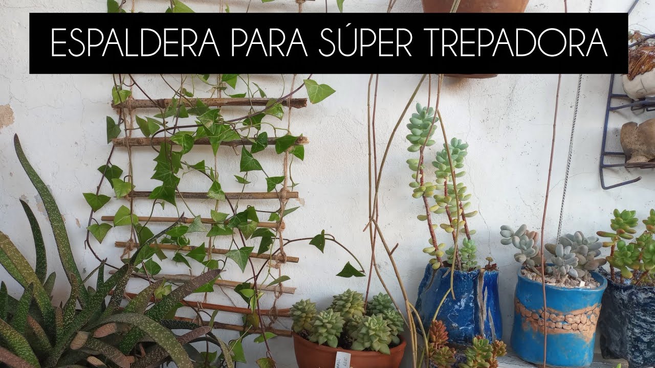 SENECIO MACROGLOSSUS ESPALDERA RÚSTICA #lasplantasdegeral #cactusysuculentas #jardin #garden #plant